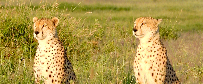 Safari Tour