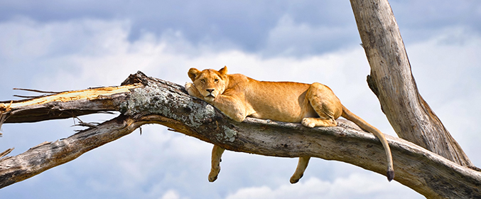 Tanzania Safari 5N/6D